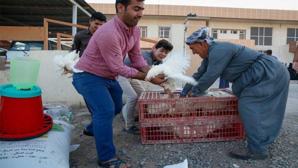 Bees, hens and greenhouses help restore livelihoods in Iraq – UN agriculture agency