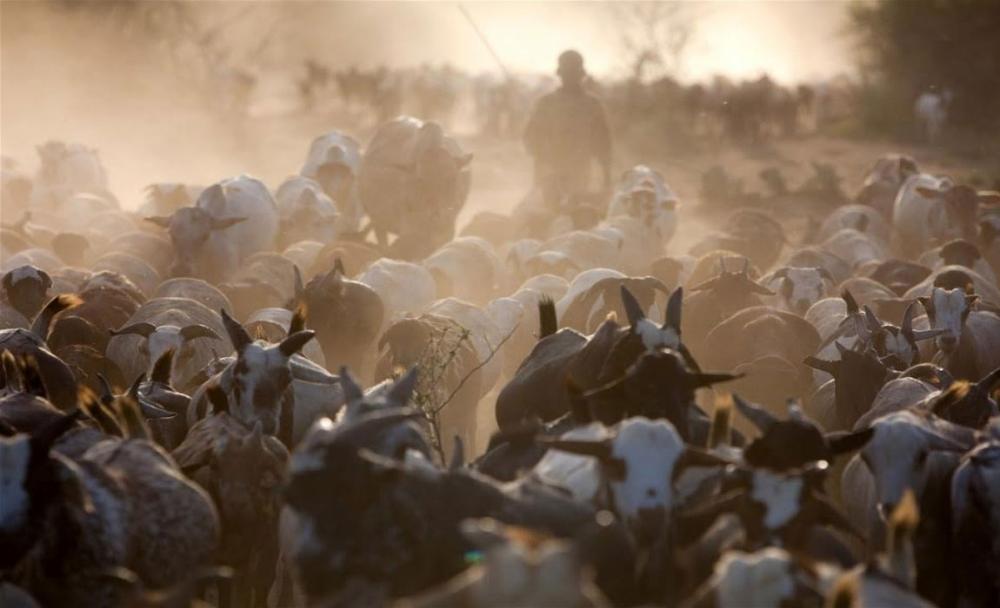 UN appeals for nearly $170 million to aid pastoralists in northern Kenya