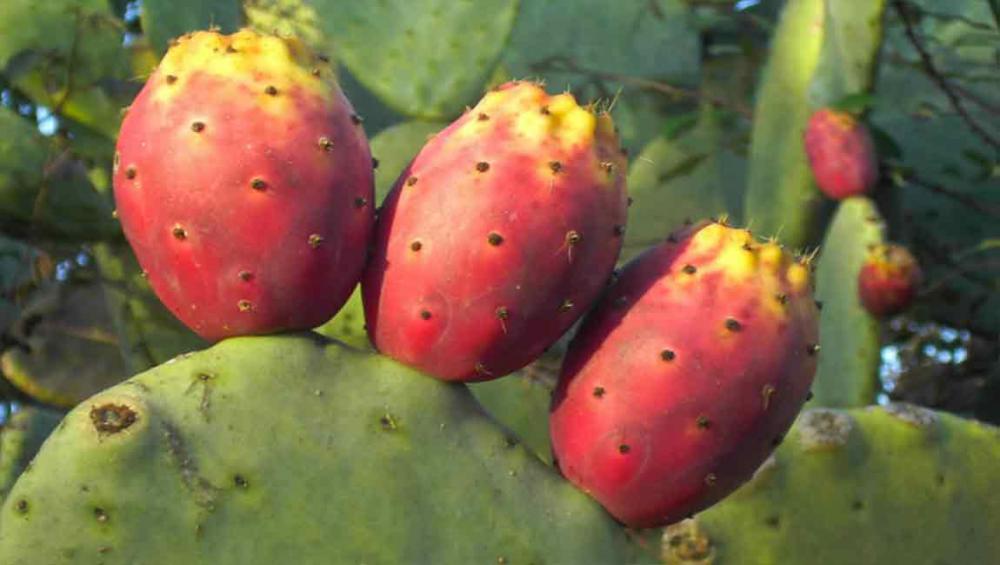 From thorny to tasty: UN agriculture agency looking at cactus as climate resilient food