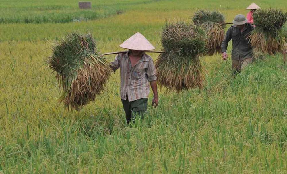 UN agriculture agency takes step to help rice farmers bolster production