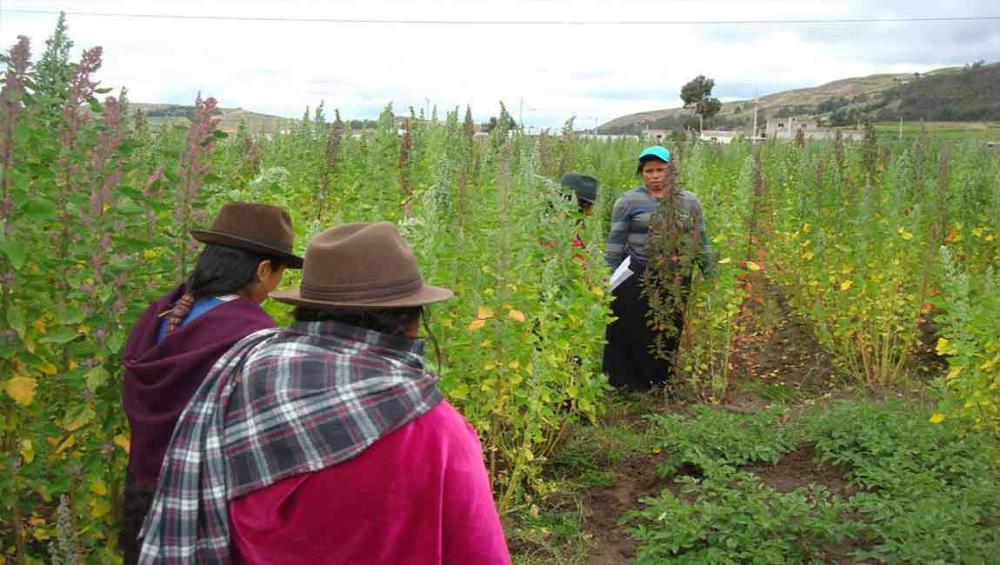 UN agency helps farmers in Latin America broaden their market horizons