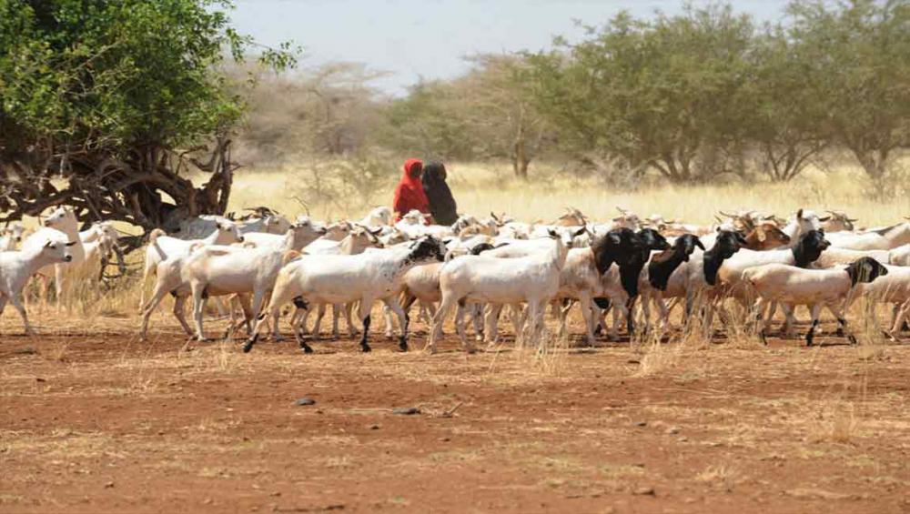 UN, Government join forces to boost Somalia's drought response capacity