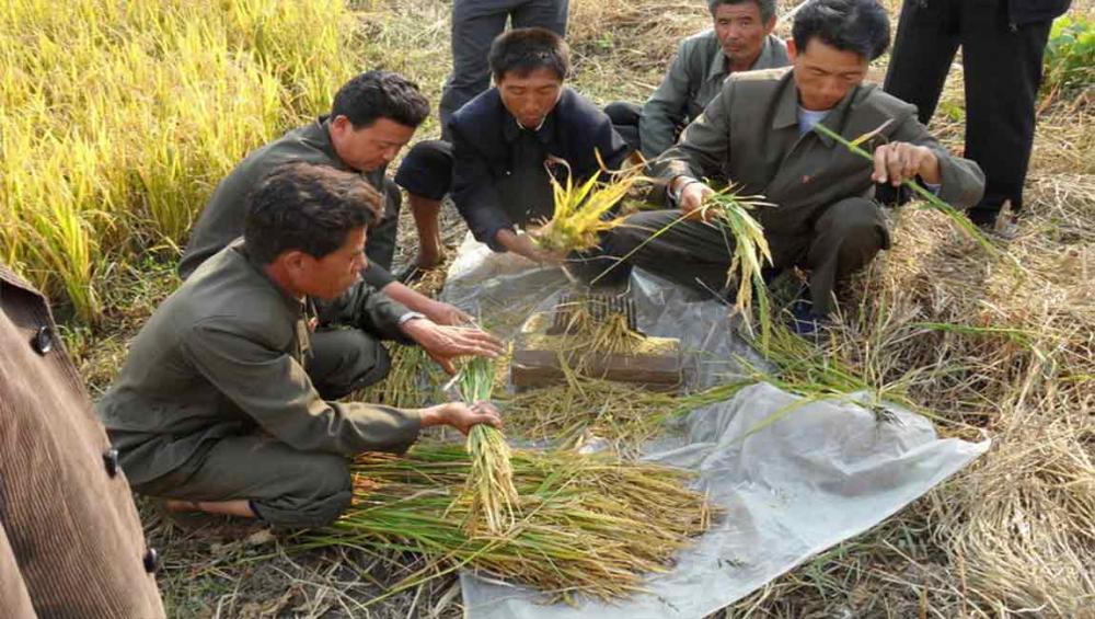 Drought in DPR Korea threatens food supply during ongoing lean season