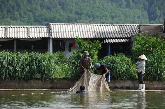 Uptick in fish farming to provide global nutrition boost – UN agency report