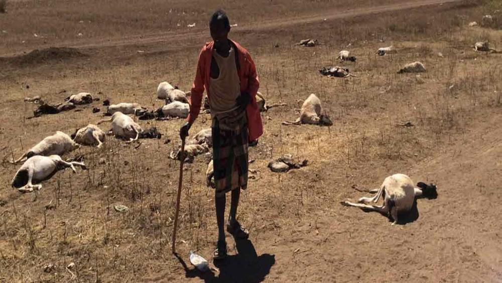 Somalia: Poor rains forecast put food security, livelihoods at risk, warns UN agency