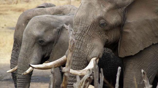 New UN guidelines issued to counter ‘critically high’ levels of elephant poaching in Africa