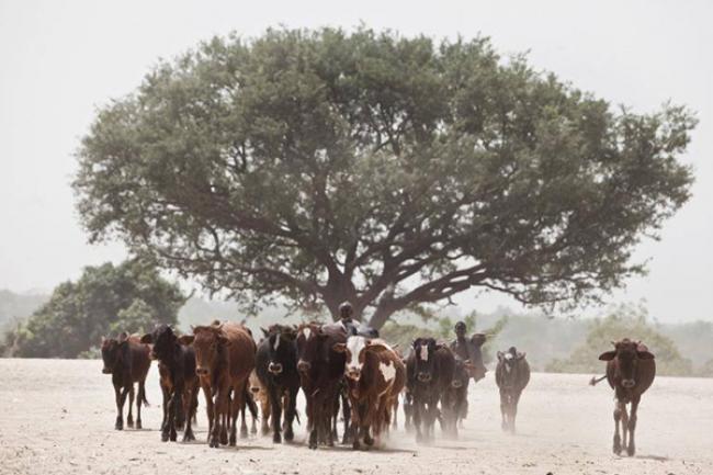In fight against hunger, UN launches initiative targeting threat of desertification