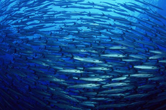 SAMOA: New partnerships seek to protect world's oceans