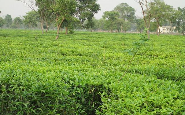 Non pesticide management is the future of tea cultivation: Greenpeace