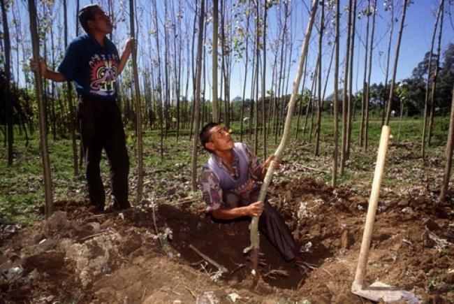UN reports on new roadmap to boost small-scale, family forest producers