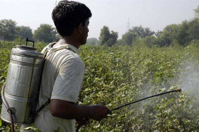 UN to reduce risks from pesticides in Belarus