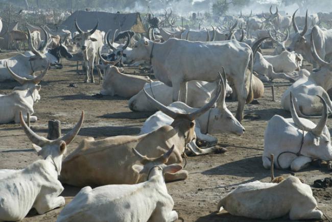 ‘Silent emergency’ in South Sudan as protracted conflict displaces millions of cattle – UN