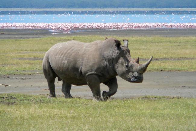 It’s time to get serious about wildlife crime: UN 