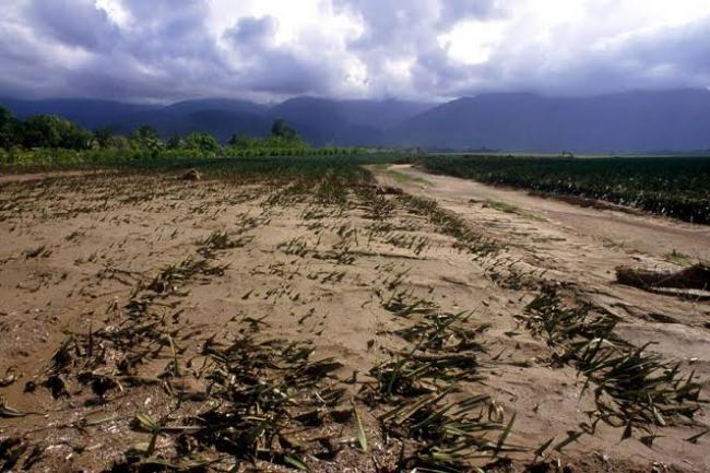 Climate change poses ‘major threat’ to food security, warns UN expert