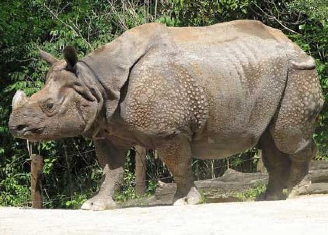 Assam forest minister discusses rhino poaching issue with journos 