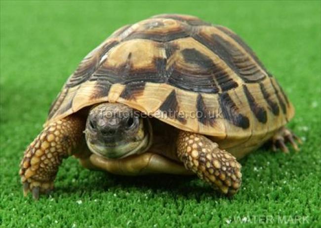 BSF seized twenty one Star tortoises worth Rs.12.6 lakhs