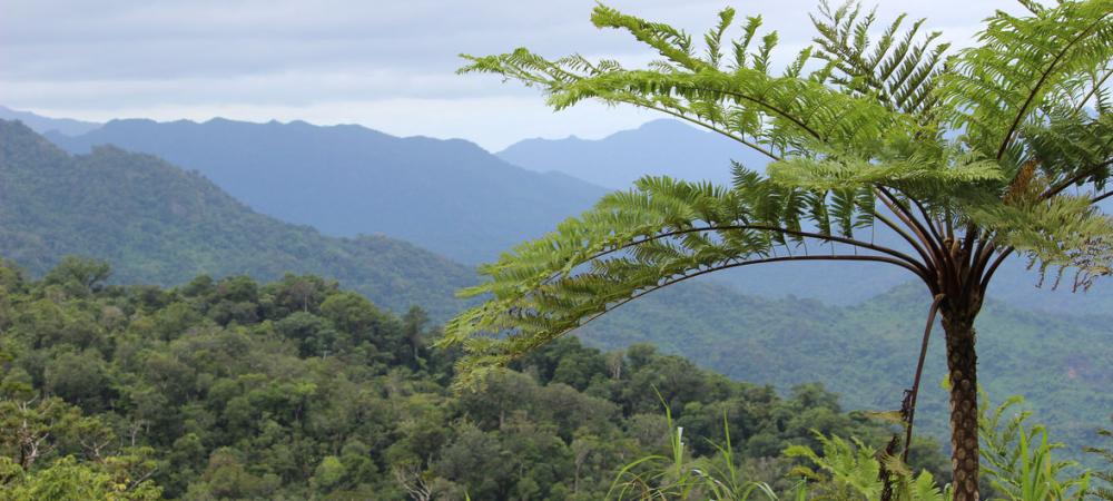 New UN agency guidelines aim to sustain forest benefits for future generations