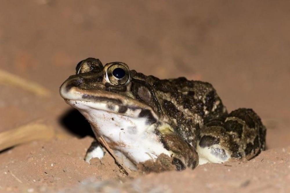 Frogs in Sikkim Himalayas threatened by extraction for meat, allegedly of medicinal value