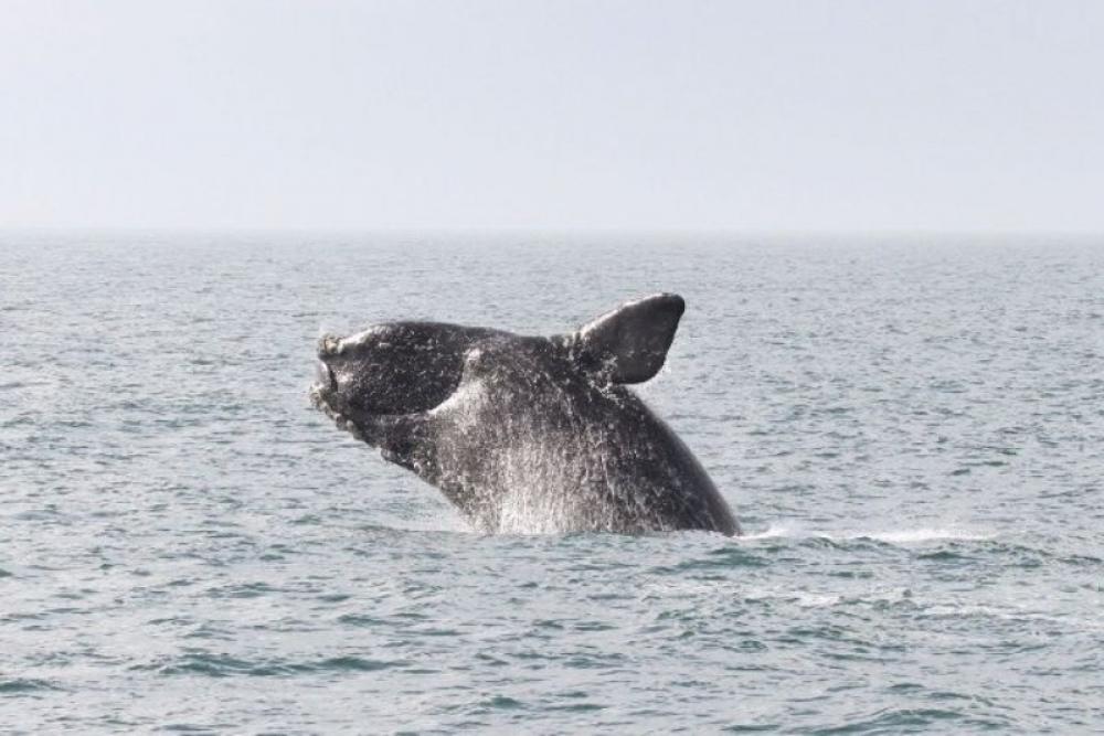 US considers auditing Canada’s efforts to protect endangered whales