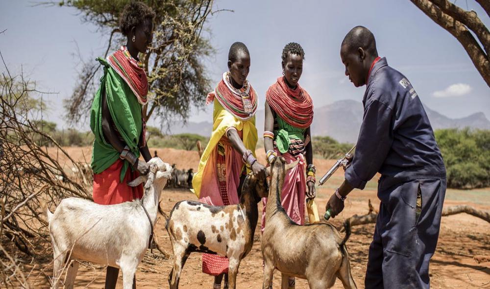 Backed by UN agency, countries set to take on deadly livestock-killing disease
