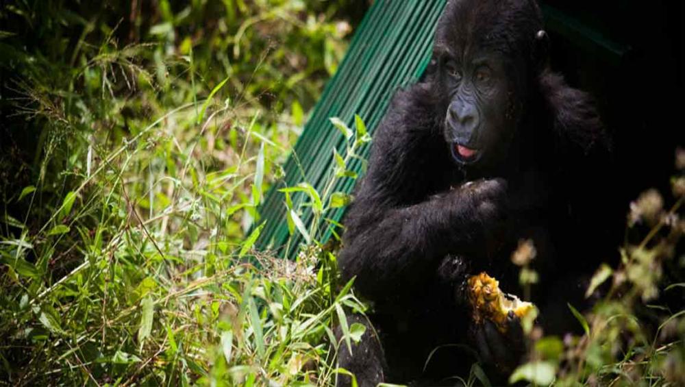 UNESCO condemns killing of rangers protecting mountain gorillas at renowned DR Congo wildlife park