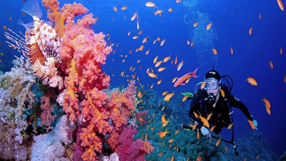 Coral reefs can’t wait for world to take action, urges UN, as Biodiversity Conference gets underway