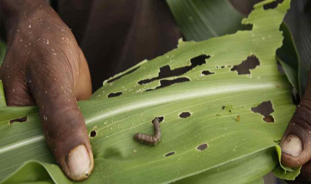 Fears for food security and the future of farming families, as Fall Armyworm spreads to Asia