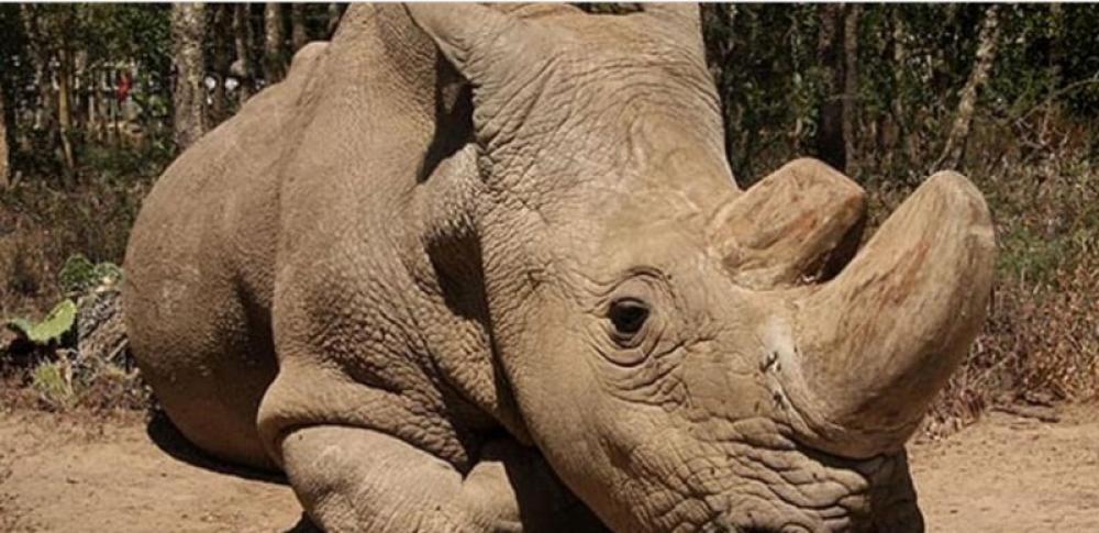 Sole surviving male northern white rhino is gravely ill in Kenya