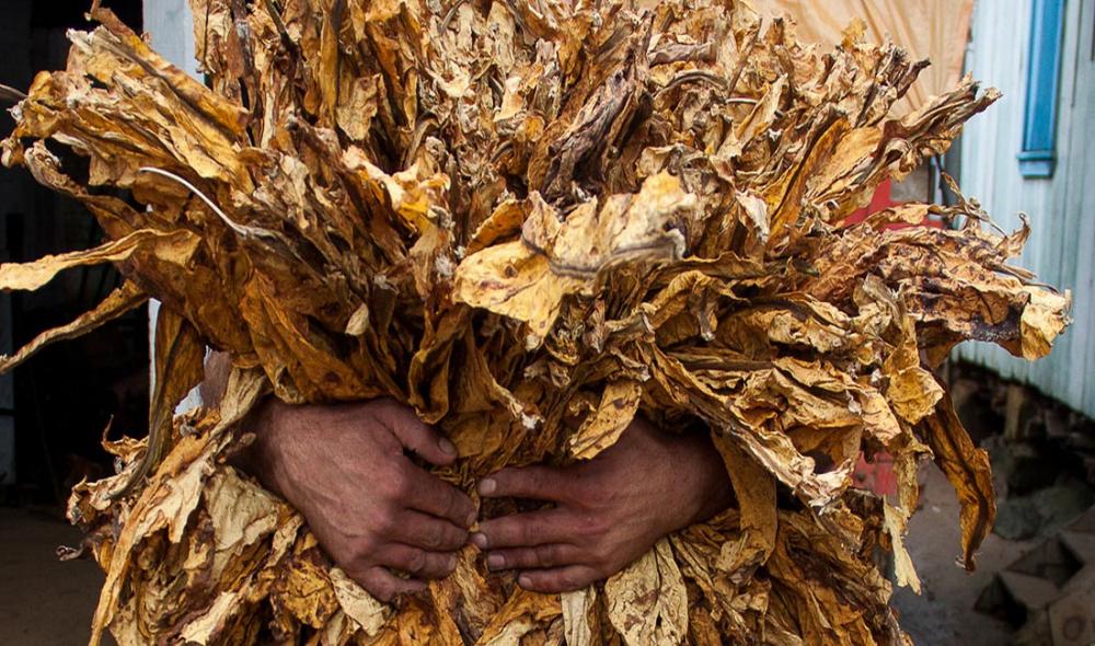 Tobacco control, a ‘major component’ of environmental protection efforts – UN health official