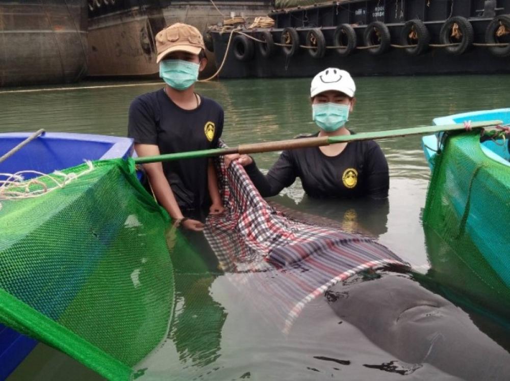 Thailand: Whale dies after consuming 80 plastic bags