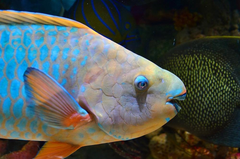 When reefs decline, parrotfish thrive: Study