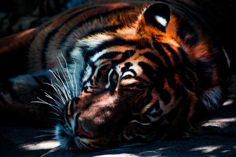 Climate change may now destroy Bengal Tiger’s home, reveals study