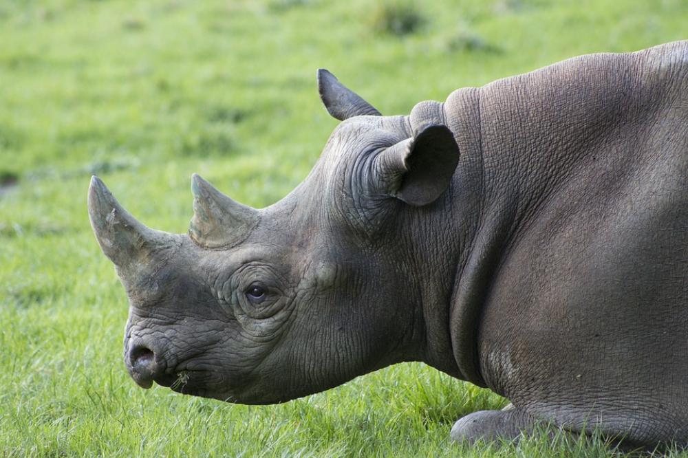 Javan Rhino increases to 72 in latest count