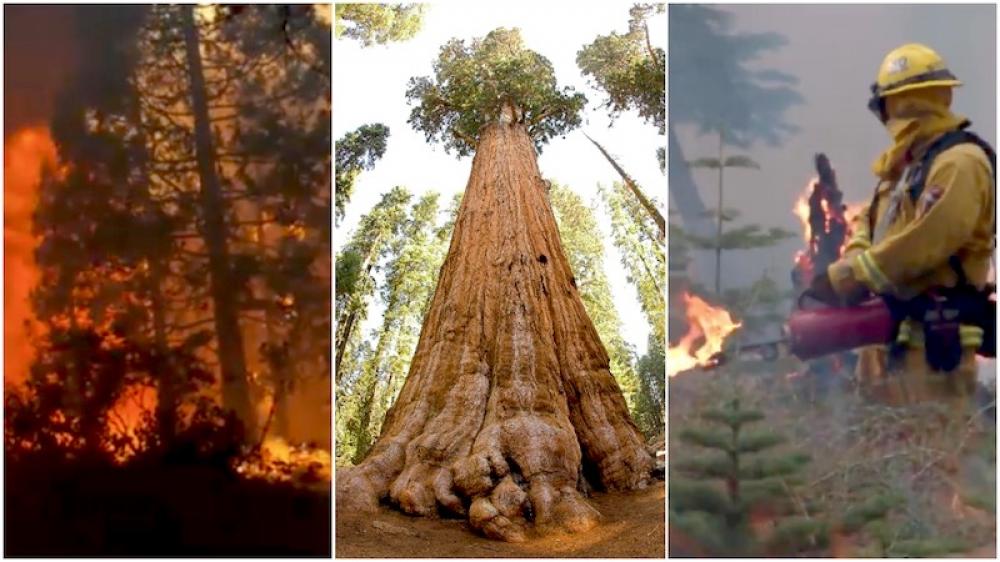 California fire crew attempts to safeguard about 2,500-year-old General Sherman tree