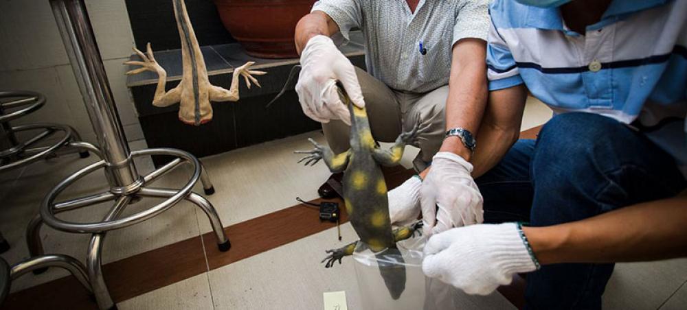 Forensic lab aids crack down on illegal wildlife trade in Viet Nam