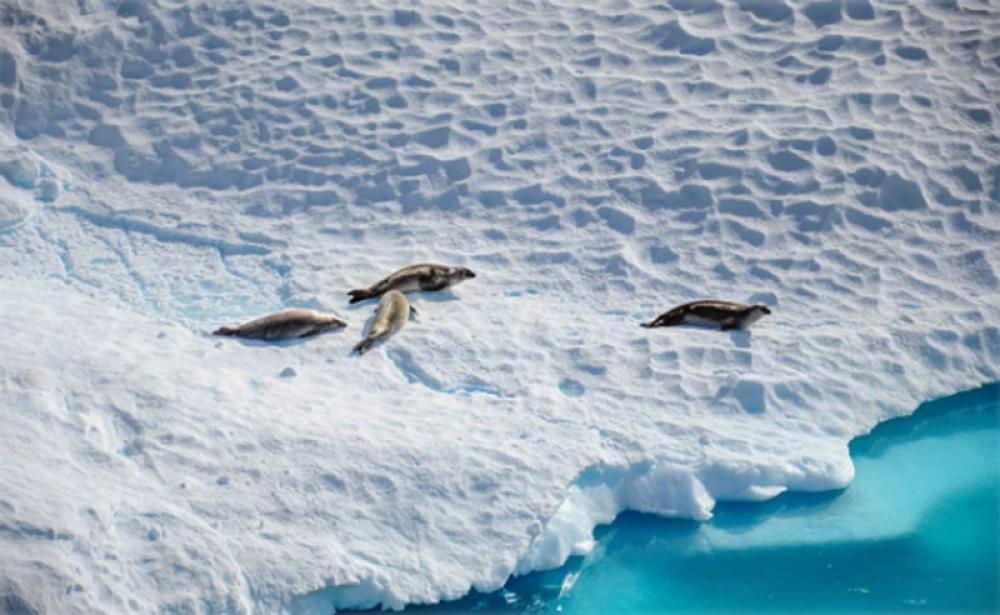 Antarctica region records first bird flu case: Reports