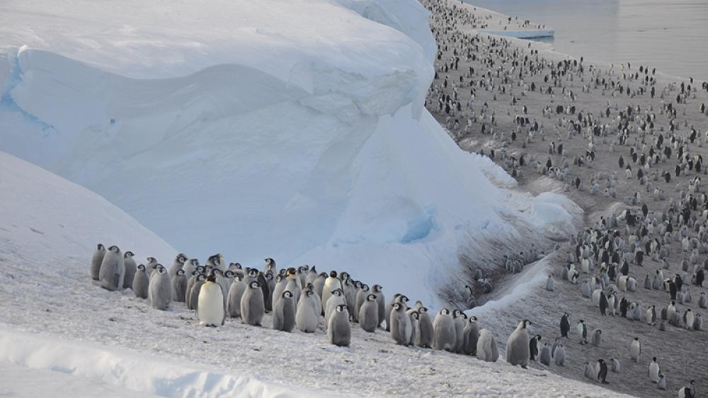Scientists discover four new previously unknown emperor penguin colonies from satellite images of Antarctica