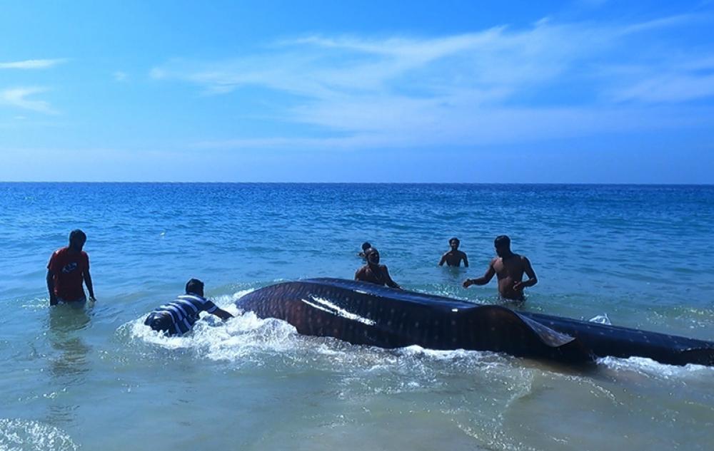 India’s West Coast Turns Protector: Whale Shark Rescues Surge from Gujarat to Kerala
