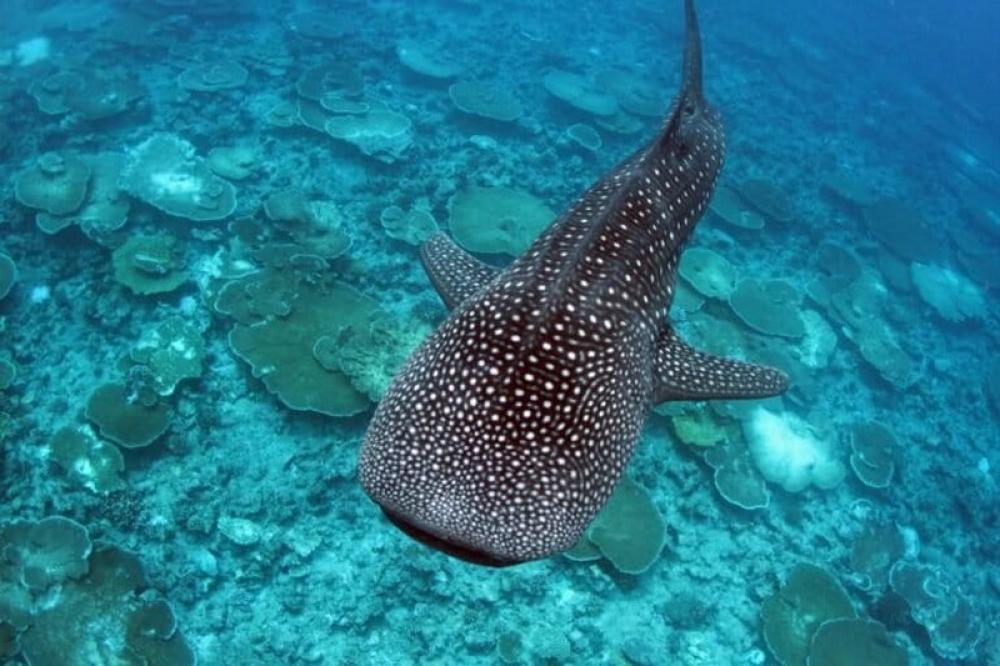  The whale shark (Rhincodon typus) is the world’s largest fish, once caught and slaughtered rampantly along India’s coast for its liver oil and meat. Photo: Wildlife Trust of India.