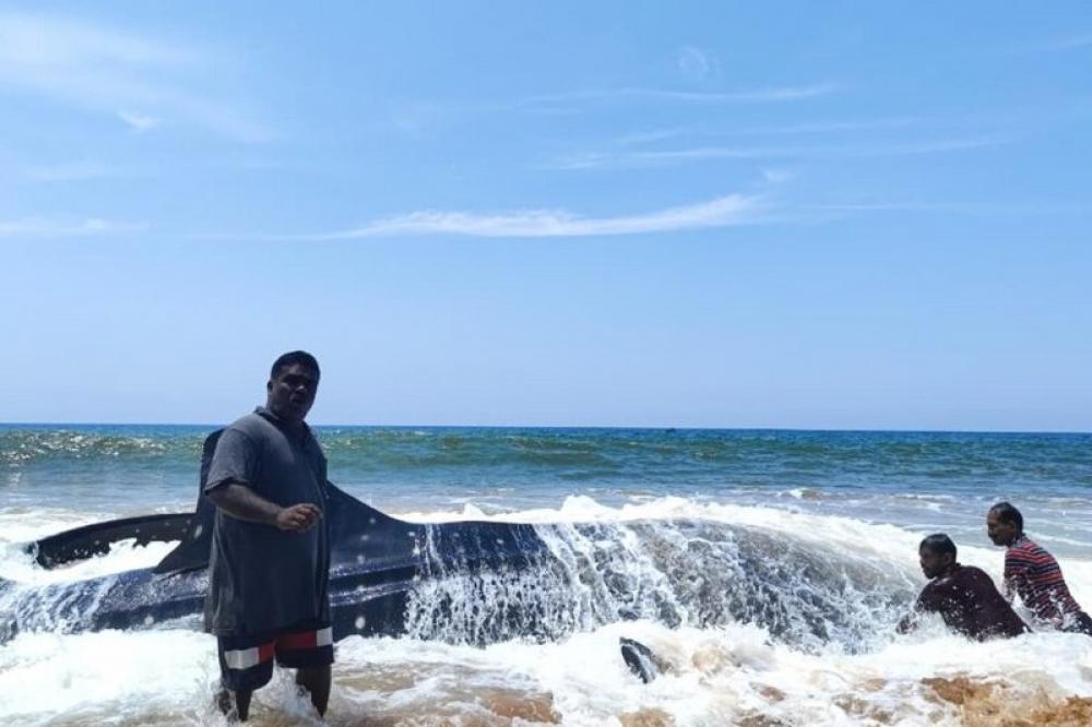 Local fishers work swiftly to rescue a whale shark that has been stranded at the shore of Vizhinjam, Thiruvananthapuram. The fishers also work as rescuers as part of a grassroots conservation network. Photo: Wildlife Trust of India.