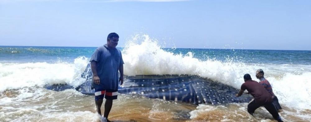Ajit and his team of rescue workers coordinate a whale shark release operation — a moment of teamwork, urgency, and deep respect for the ocean’s largest fish. Photo: Wildlife Trust of India.
