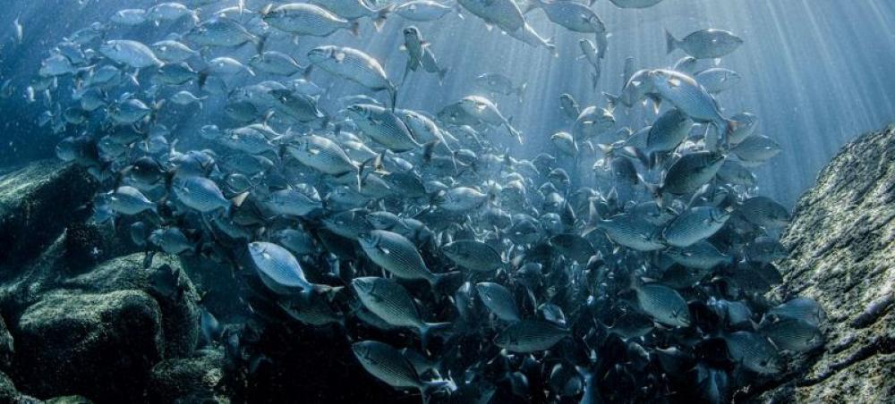 Momentum builds towards marine biodiversity treaty, as experts meet in New York Momentum builds towards marine biodiversity treaty, as experts meet in New York