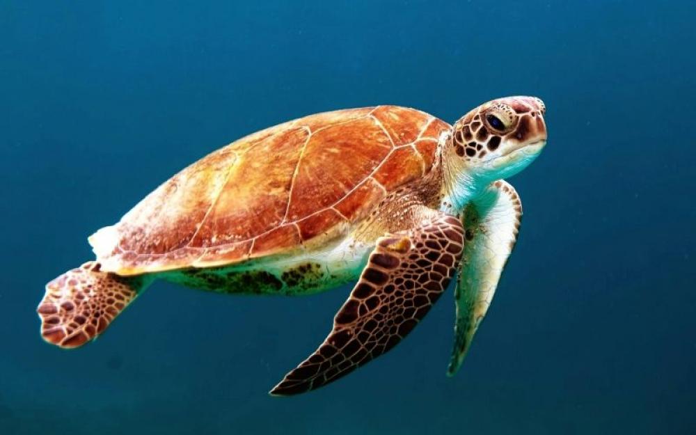 US: Dog kills 23 newly hatched sea turtles on a Florida beach US: Dog kills 23 newly hatched sea turtles on a Florida beach
