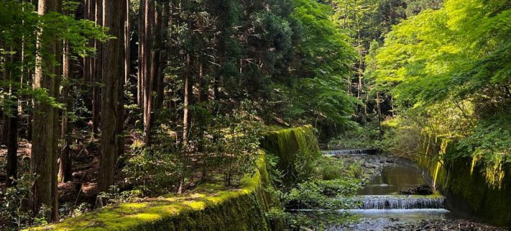 Decade of slowing deforestation offers hope for forests, shows FAO data Decade of slowing deforestation offers hope for forests, shows FAO data