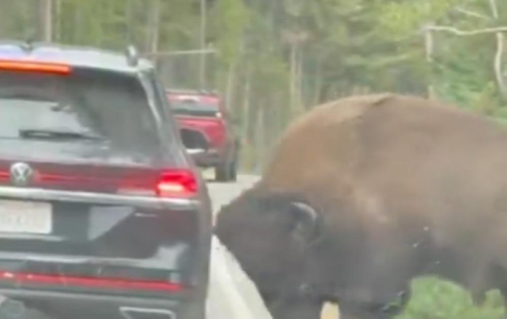 Yellowstone National Park horror: Viral footage shows bull bison crashing into SUV, bursting its tyre 
