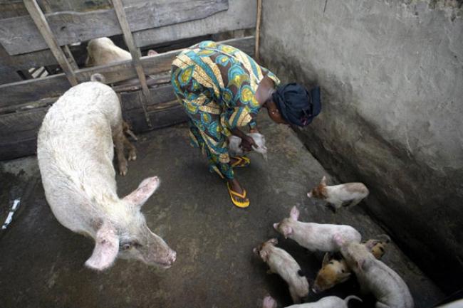 Pork tapeworm infection among leading causes of epilepsy worldwide – UN health agency