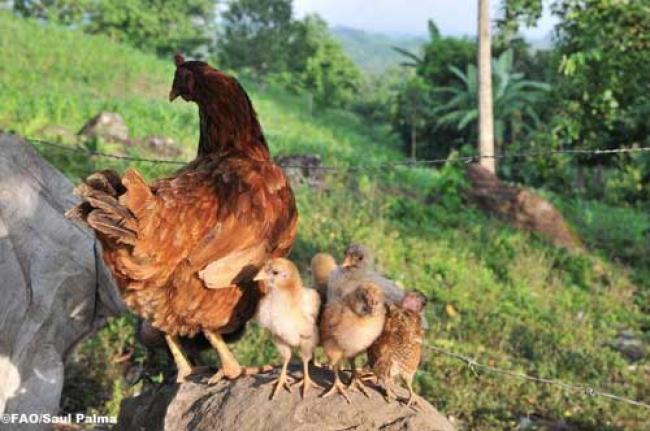 Humans with bird flu pose no threat to poultry: FAO