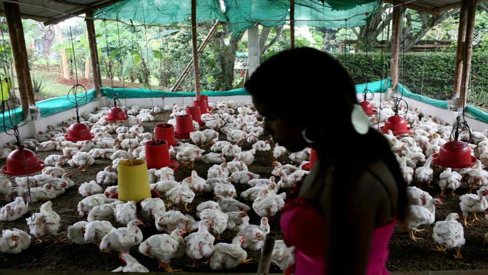 UN health agency recommends farmers stop using antibiotics in healthy animals