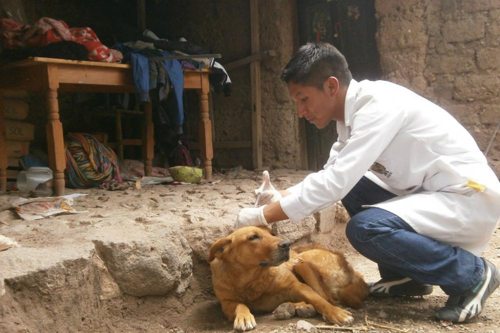 On World Day, UN announces global initiative to end deaths from dog-transmitted rabies by 2030