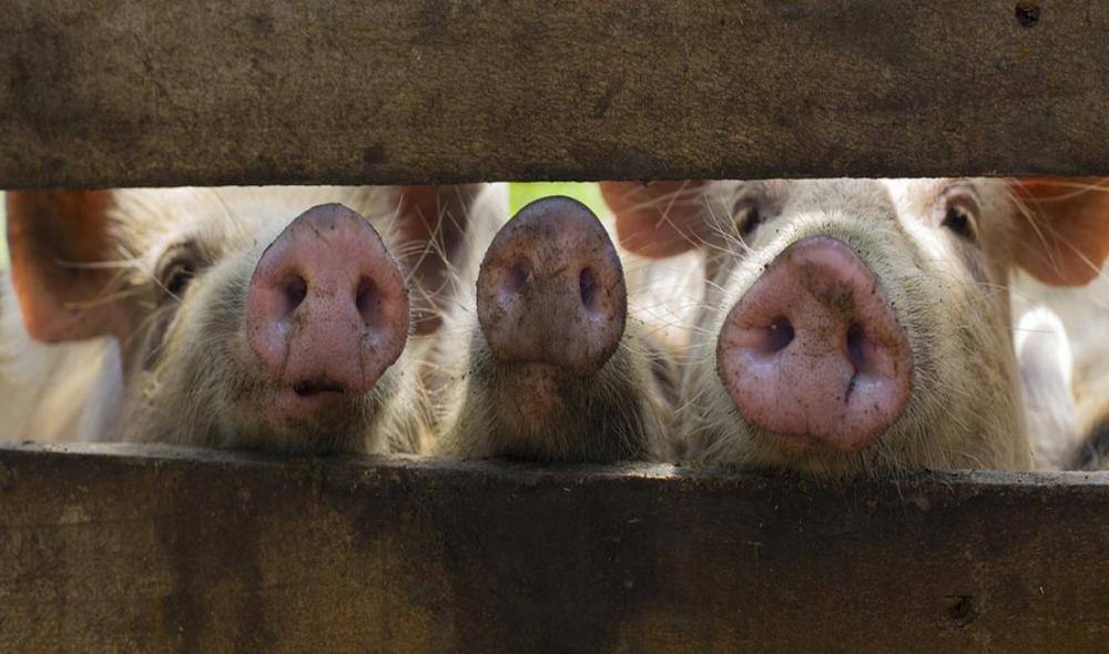 Deadly swine fever threatens Asia, UN agriculture agency warns, urging regional collaboration